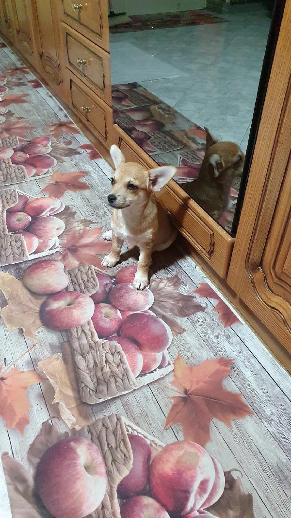 Una Famiglia Per Lolli