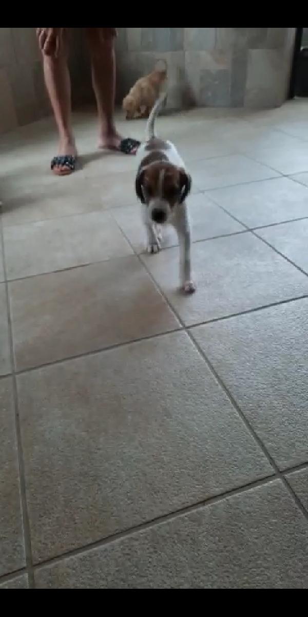 Bobby: 2 Mesi Taglia Media 