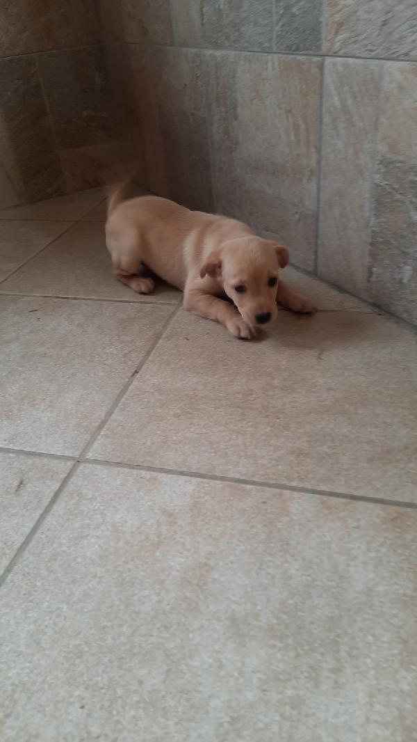  Dasha: 2 Mesi Taglia Media 