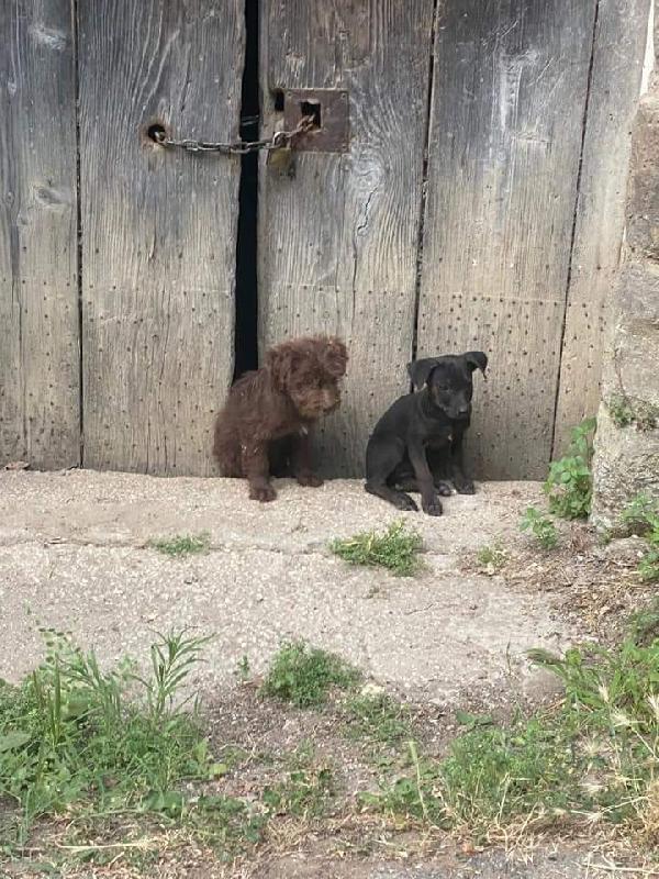  Alba E Chiara: Cucciole Taglia Media 