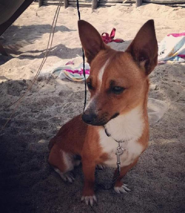 Leo, Taglia Piccola! (4Kg)