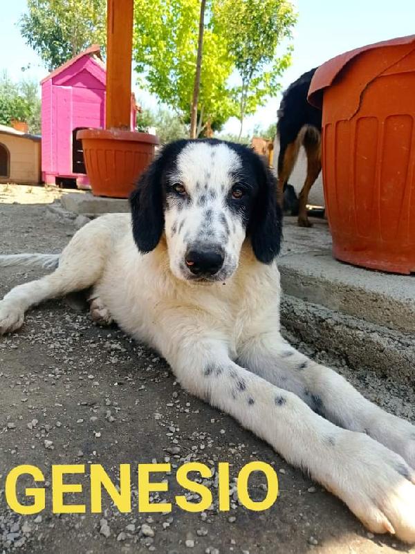 Genesio, Taglia Media!