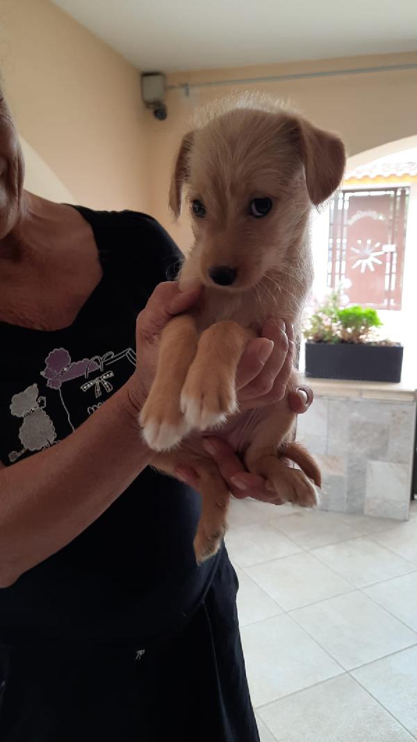 Mini: 2 Mesi Taglia Media 