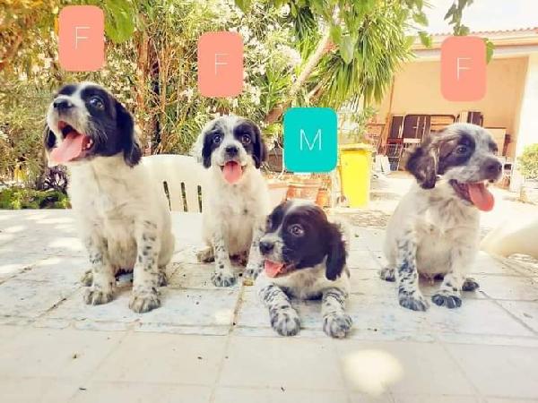 Cuccioli, Simil Setter!