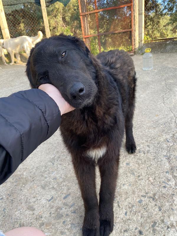 Key Cucciolone Bellissimo Ed Infinitamente Buono