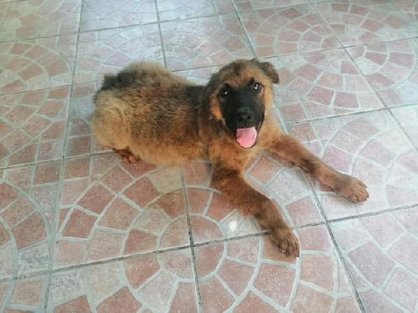 Tommy, Pastore Tedesco/Malinois!