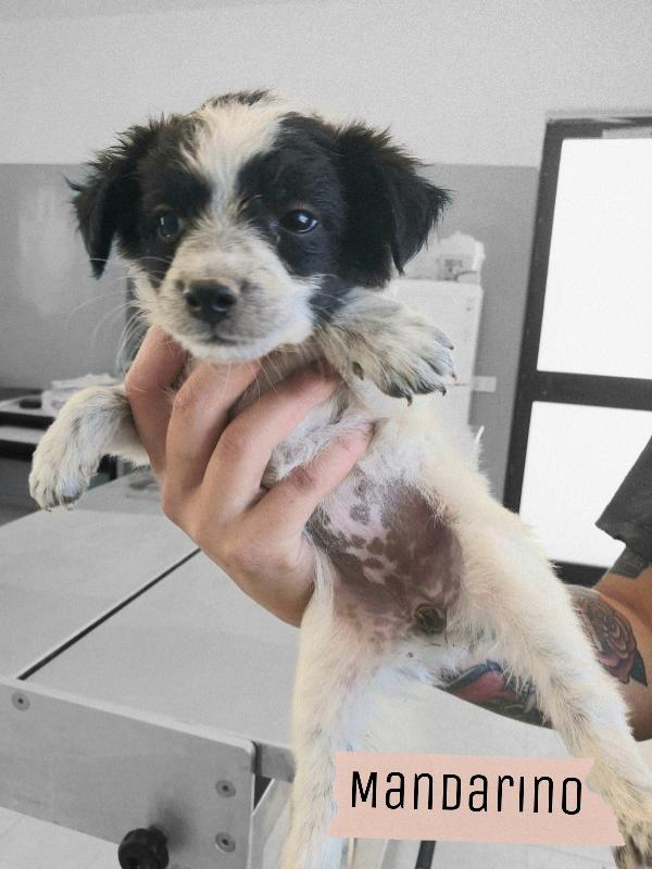 6 Cuccioli Cercano Casa