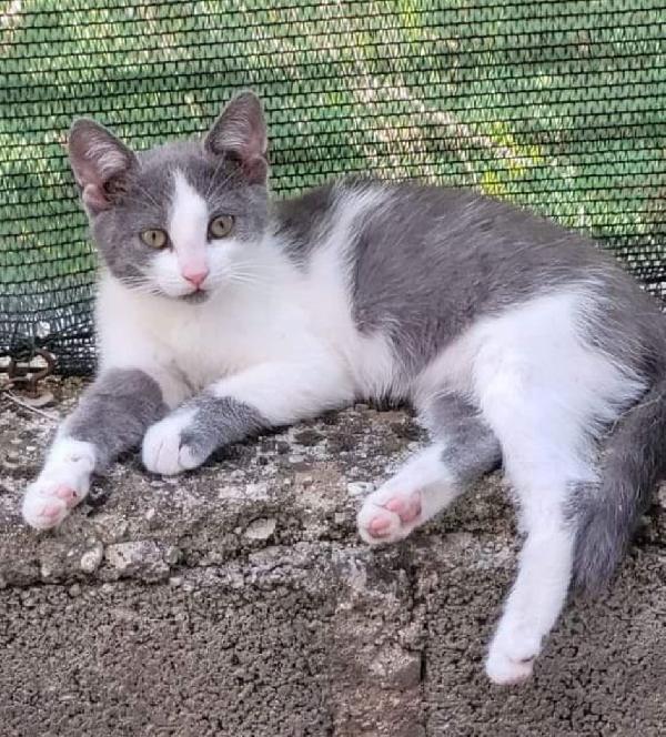 Cucciola Dolcissima In Cerca Di Una Famiglia