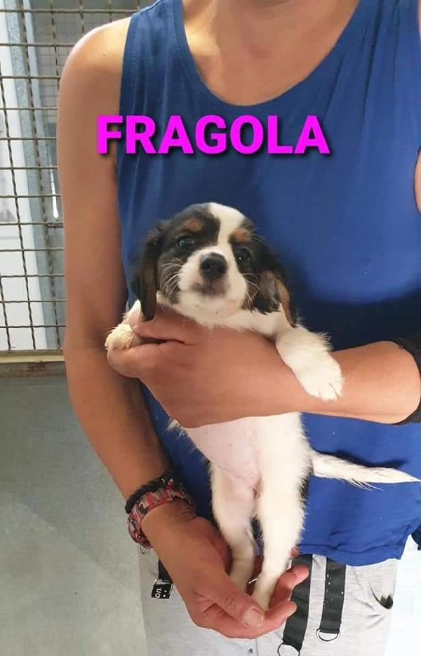 Fragola! ( Sarà Sui 10Kg)