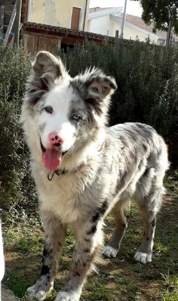 Ise, Pastore Del Lagorai! (10 Mesi)