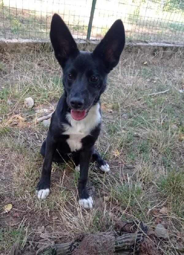 Euforia, Taglia Piccola!