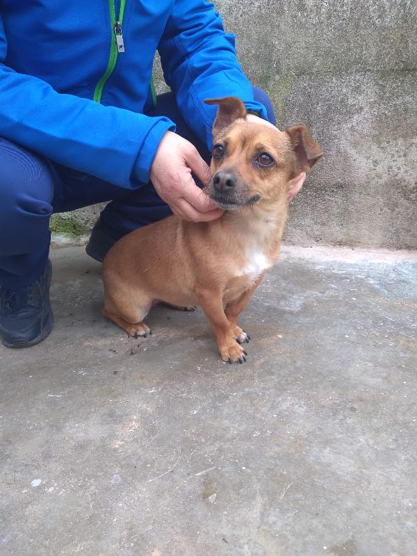 Gwen - Cagnolina Di 3 Anni - Taglia Mini