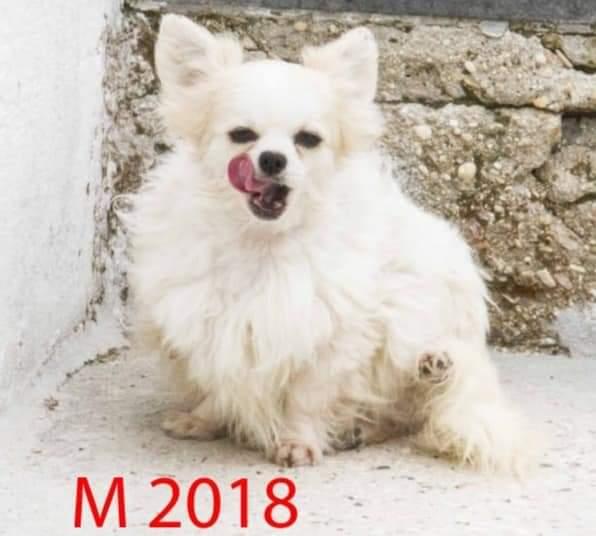 Cagnolini Di Razza In Adozione!