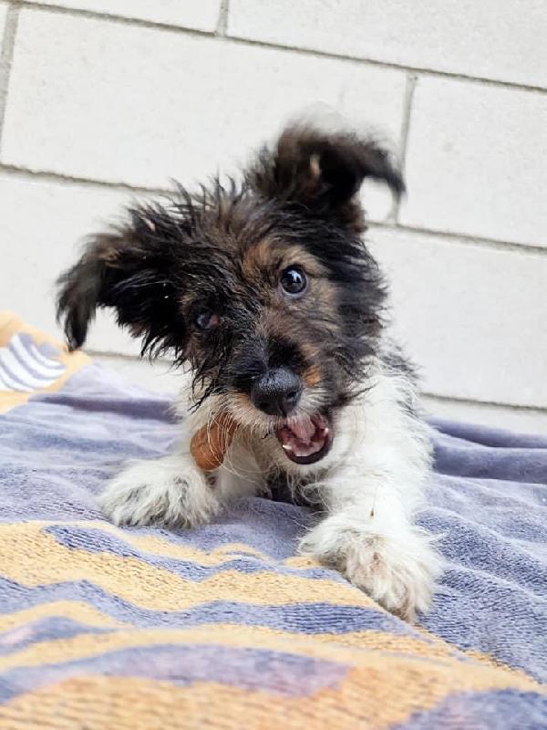 Cucciola Cloe Cerca Casa 