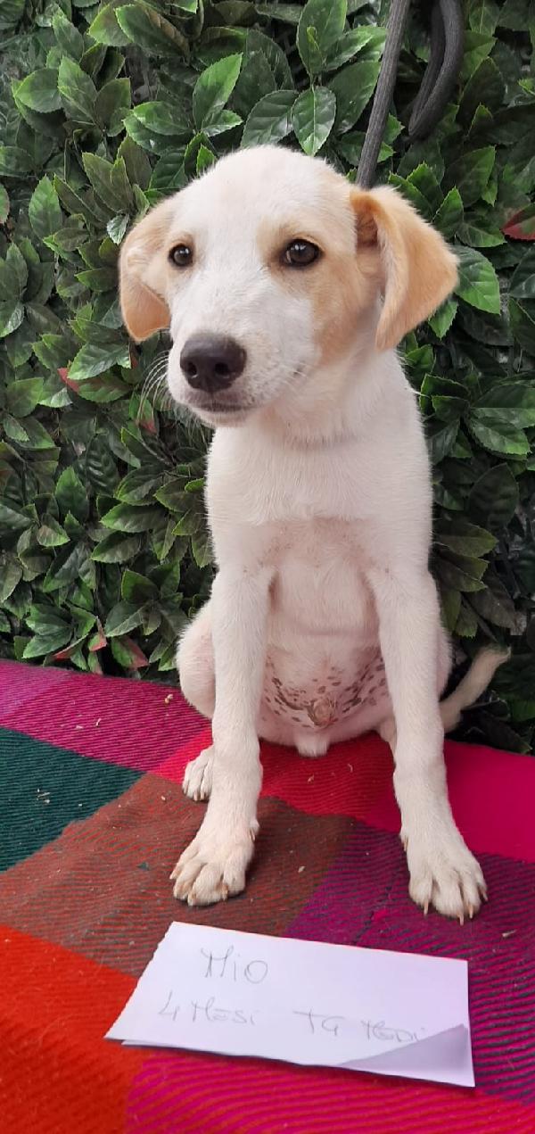 Dolce Mio Cerca Amore. 😍🐾