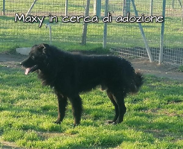 Maxy Meticcio In Adozione