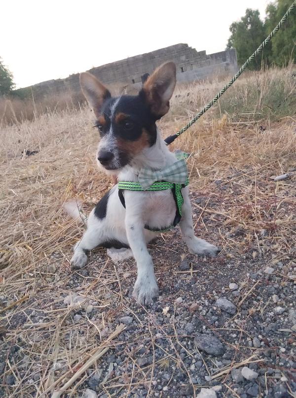  Luigi: 5 Mesi Taglia Piccola. Adozione O Stallo 