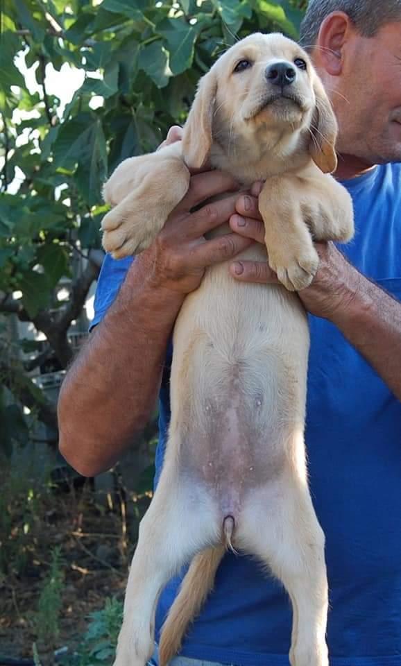 Caramella, Taglia Grande!