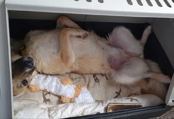  Lea: Adozione Del Cuore 