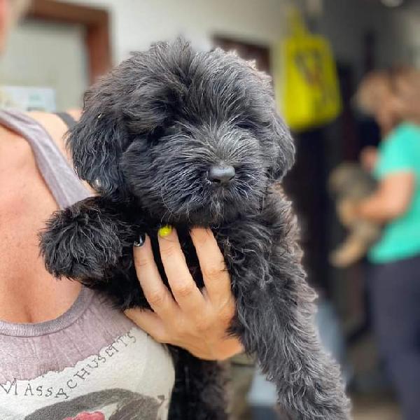 Pepie E Leopoldo! (Pastore Bergamasco)