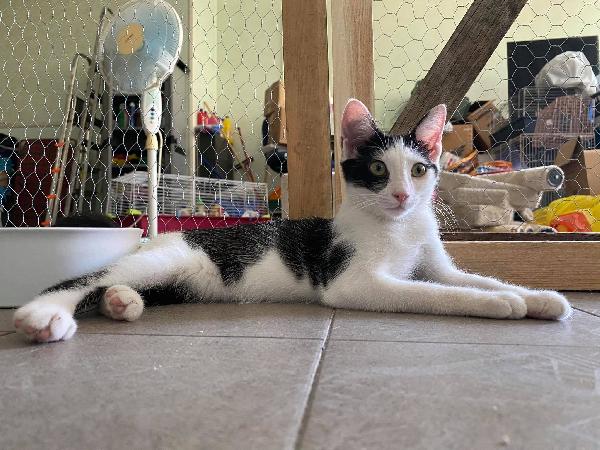 Molly Cerca Una Famiglia