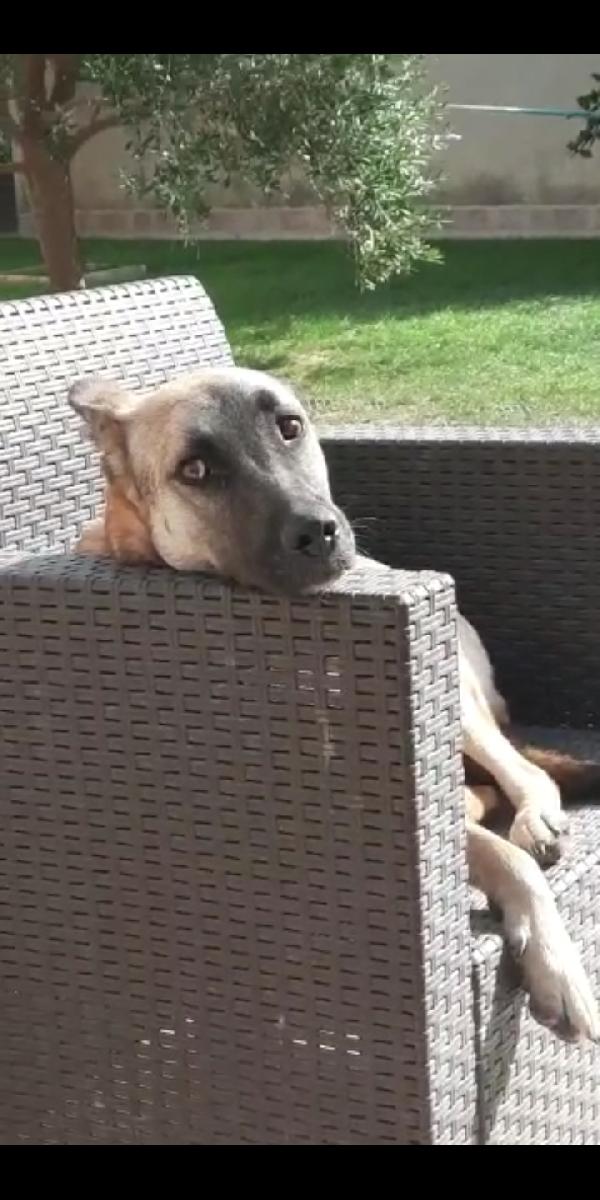  Eva: Dolce E Splendida Pastorina