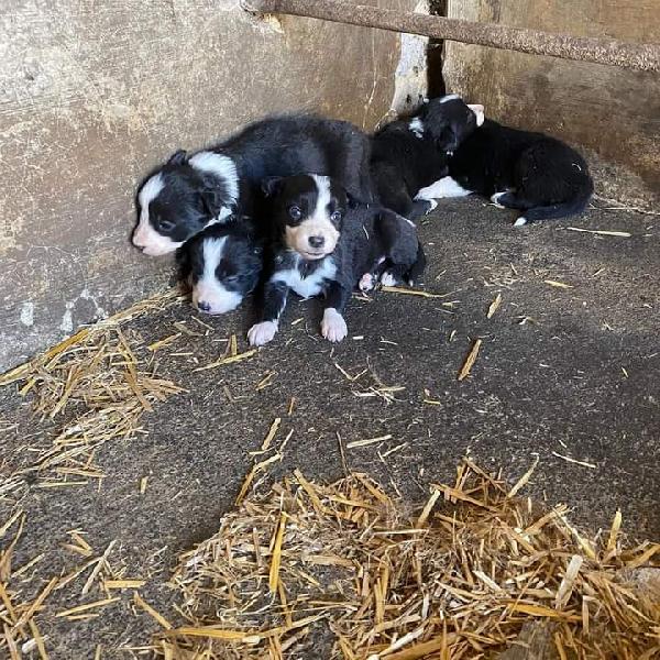 Cucciole Border Collie!