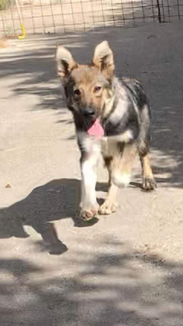 Peter, Taglia Media!