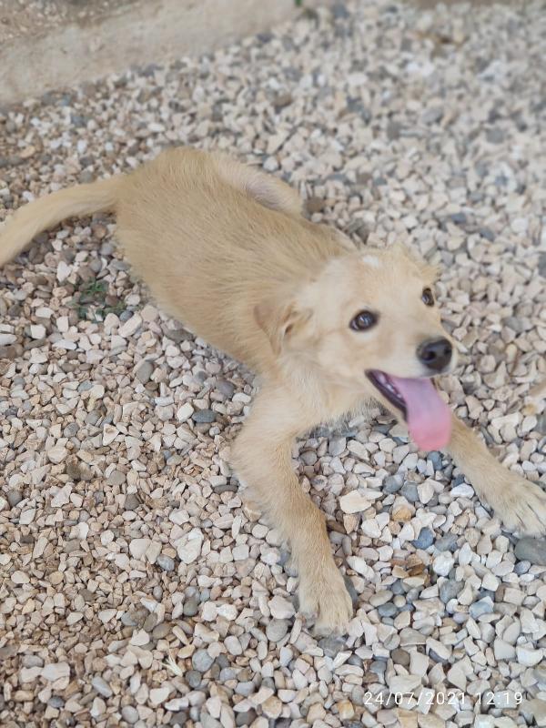 Toby Cerca Casa Taglia M/Piccola 