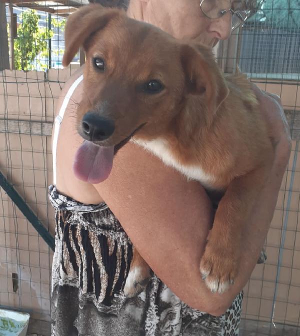 Theodor Taglia Piccola