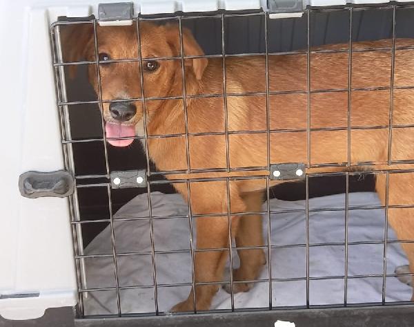 Theodor Cucciolone Di Piccola Taglia