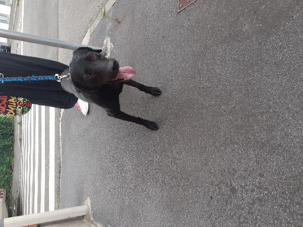 Adozione Urgente Per Alvin