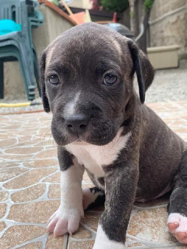 Lady Gaga, Amstaff! (3 Mesi)