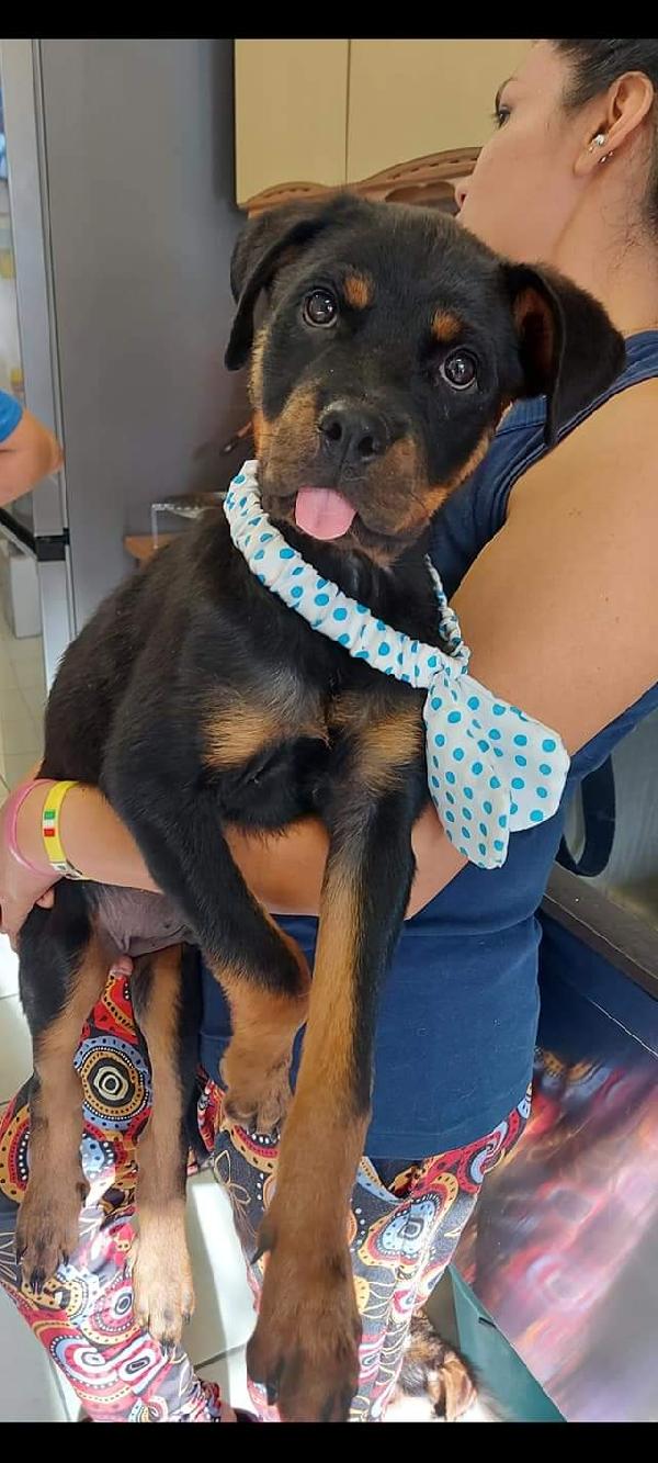 Eros, Cucciolo Mix Rottweiler!