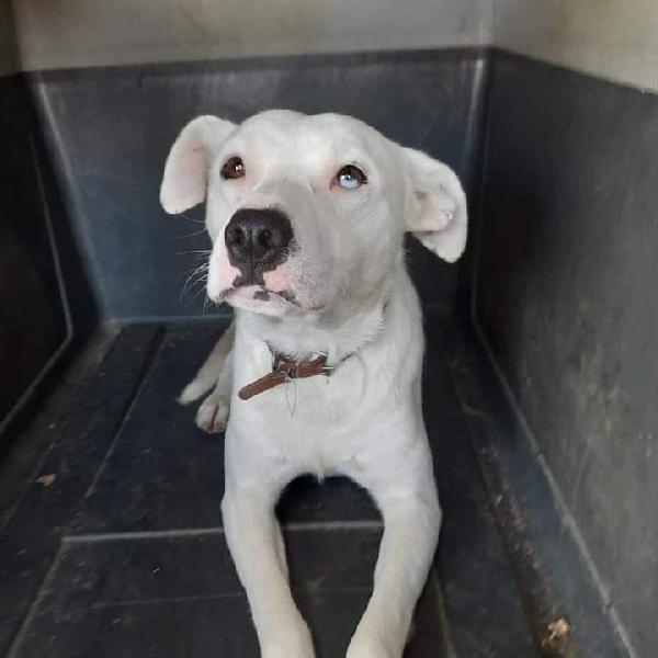 White,  Cane Sordo! (1 Anno)