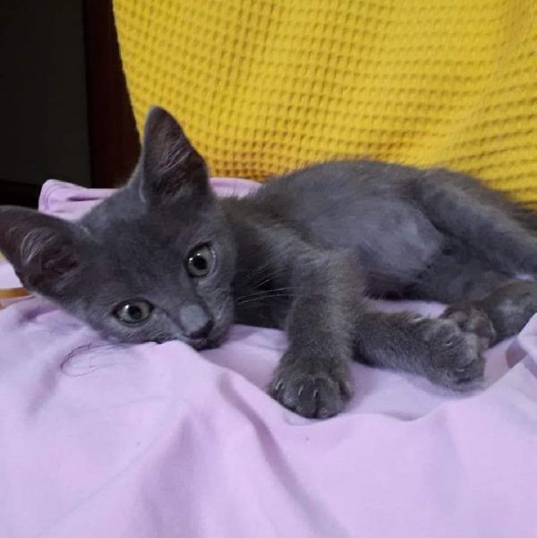 Carbonella, Gattina In Cerca Di Una Famiglia