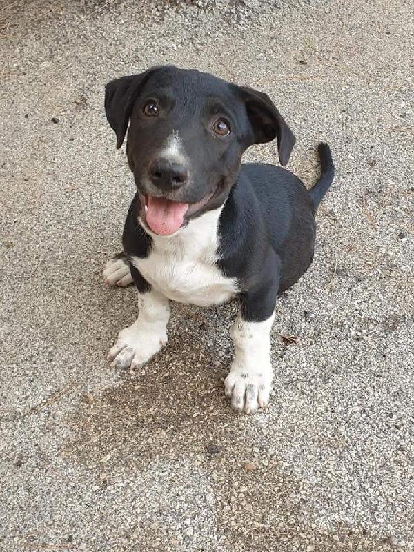  Crudelia: 2 Mesi Taglia Media 