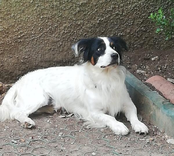  Pedro: Educato, Dolce, Taglia Contenuta 