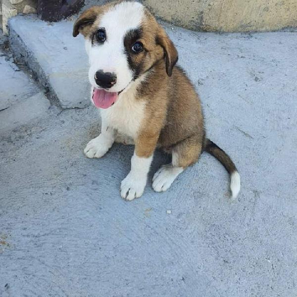 Oliver, Taglia Media!