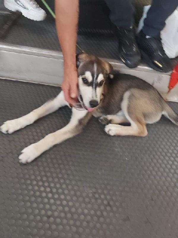  Ricky,Mix Husky! (3 Mesi E Mezzo)