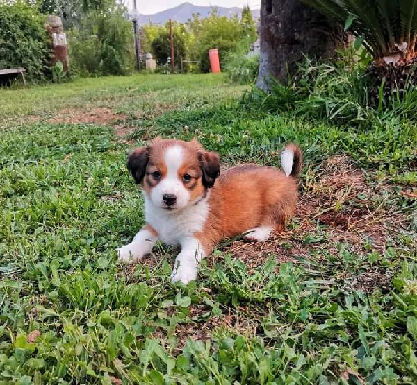 Kim, Taglia Medio-Piccola!