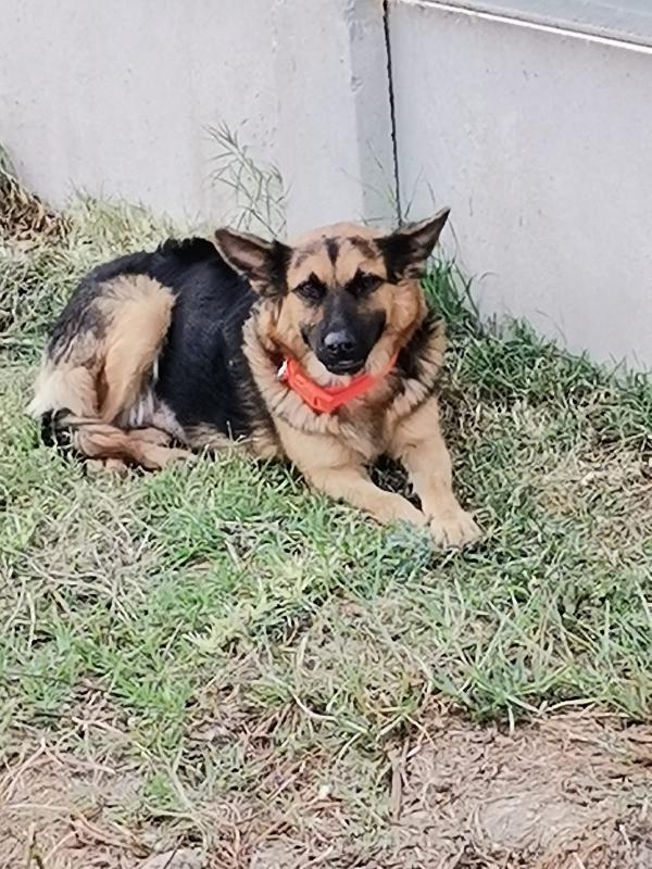 Misha: Giovane, Equilibrata, Dolce Con Tutti 