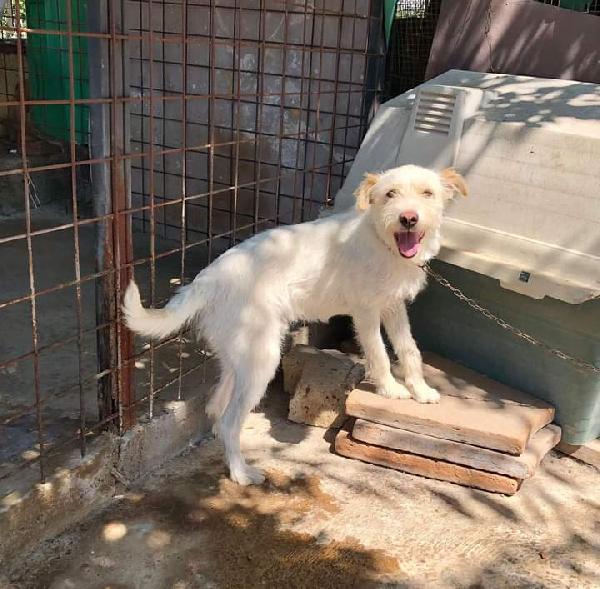 Fiocco, Simil Spinone! (12Kg)