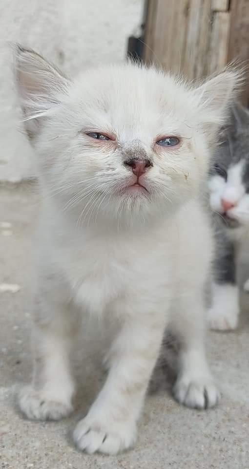 Micia In Adozione! (Preferibilmente In Sardegna)