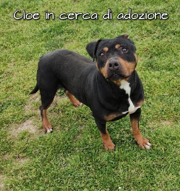 Cloe Simil Pitbull In Adozione