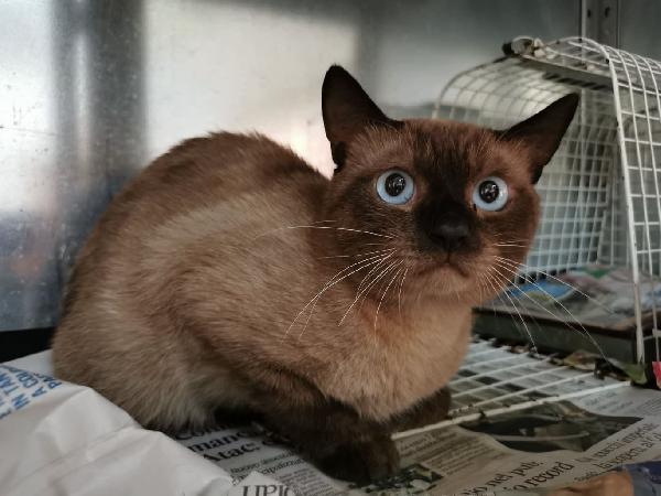 Blu, Gattino In Cerca Di Una Nuova Famiglia