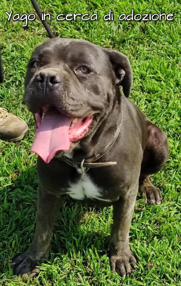 Yago Cane Corso In Adozione