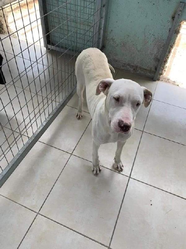 Doga, Incrocio Dogo Argentino! (2 Anni)