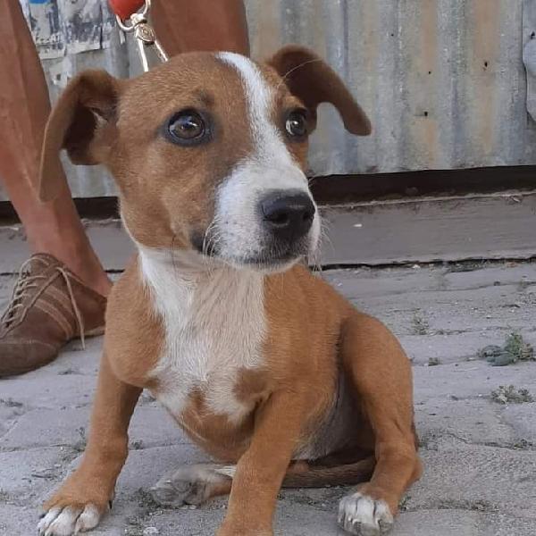 Charlotte, Taglia Medio-Piccola!