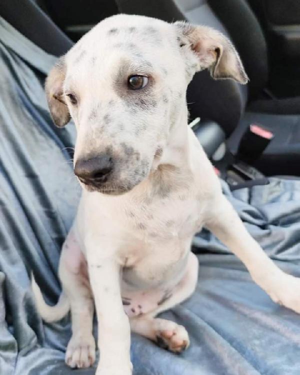 Pongo, Taglia Medio- Piccola!